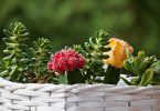 plante terrasse