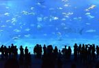 gens regardant un grand aquarium géant