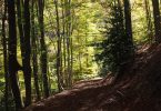 sentier dans une forêt