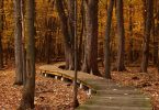 chemin en bois dans la forêt