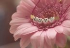 fleur rose avec love écrit dessus