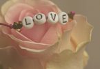 fleur rose love valentin